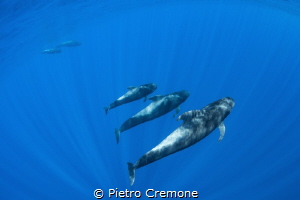 Pilot whales by Pietro Cremone 